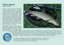 ČRS Puzzle Mrena obecná (1)