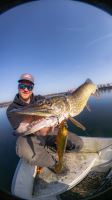 Berkley Gumová Nástraha PowerBait Nessie Gold Shad (9)