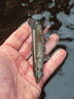 Fox Rage Gumová Nástraha Ultra Realistic Pike Replicant (5)