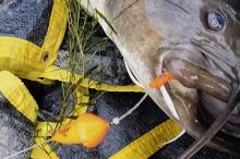 Black Cat Podvodný Plavák Mushroom U-Float Čierny (6)