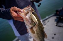 Berkley Wobler Choppo Bone (6)