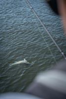 Fox Rage Prút Warrior Zander Jig 2,4 m 10-30 g 2-Diel (14)