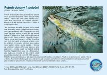 ČRS Puzzle Pstruh Obecný f. Potočný (1)