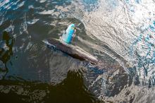 Fox Rage Gumová Nástraha Jointed Replicants Blue Shiner UV (3)