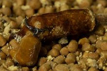 Sticky Baits Dip Manilla Glug 200 ml (2)