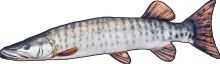 Gaby Plyšová Ryba Muskie Šťuka Americká 80 cm Gaby Plyšová Ryba Muskie Šťuka Americká 80 cm