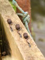 One More Cast Náväzec Neutral Lock Hook Ronnie Boy Barbless (16)