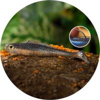 RedBass Gumová Nástraha Ripper Kicker Super Natur - XX 155 mm