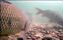 Vexilar Podvodná kamera WiFi (4)