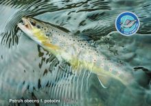 ČRS Puzzle Pstruh Obecný f. Potočný ČRS Puzzle Pstruh Obecný f. Potočný