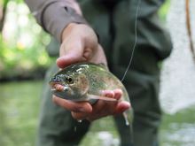 Delphin Umelá Návnada LARVO Syr 3 cm 0,5 g 15 ks (6)