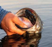 Savage Gear Gumová Nástraha 4D Craw Floating Magic Craw 7,5 cm 5,5 g (2)