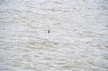 Preston Innovations Naviazaná Udička Kerry Pole Rig (8)