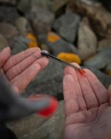 Fox Rage Gumená Návnada Ultra Natural Roach Fillet 4 ks (5)