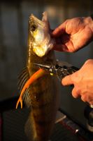 Fox Rage Kliešte Belt Pliers 30 cm (21)