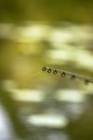 Korum Prút Limitless Feeder 12ft 3,6 m 120 g (8)