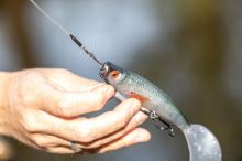 Fox Rage Gumená Návnada Pro Grub Ultra Natural Roach (2)