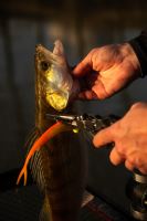 Fox Rage Kliešte Belt Pliers 30 cm (20)