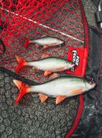 Fox Rage Gumová Nástraha Ultra Realistic Roach Replicant (7)