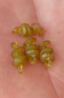 Korum Vrtáčiky Smokescreen Meat Screws 8 ks (1)