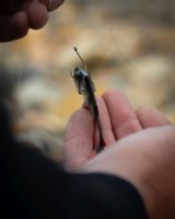 Fox Rage Gumená Návnada Ultra Natural Roach Fillet 4 ks (6)