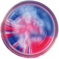 Berkley Cesto Pstruh 50g (16)