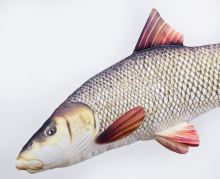 Gaby Plyšová Ryba Mrena Obecná 80 cm (1)