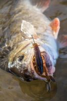 Fox Rage Gumová Nástraha Critter Ultra UV Dark Oil (1)