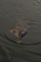 One More Cast Montáž Kickback Linkz With Dog Bone Ronnie Clip 19 cm 3 ks (13)