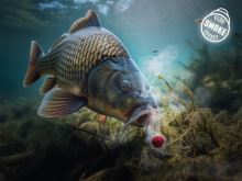 Delphin Wafters Rozpustná Nástraha D SNAX SHELL Syr Pečeň 30 g (1)