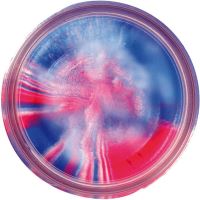 Berkley Cesto Na Pstruhy Troutbait (2)