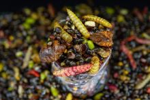 My-Baits Partikel Macromix "Wormageddon" 2 l (3)