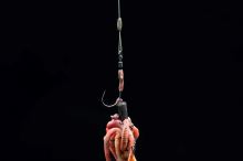 One More Cast Rovnátka Dazzlers Wormliner Inturn 10 ks (2)