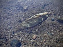 LK Baits Dipovaná Rybička Predátor XL 5 ks 6-10 cm (3)