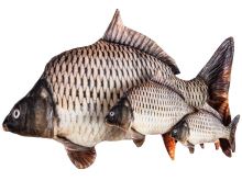 BeCare Vankúš Kapor Šupináč (1)