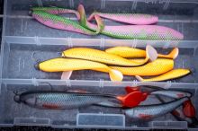 Fox Rage Gumová Nástraha Zander Pro Shad UV Electric Perch (5)