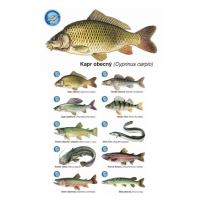 ČRS Sada Magnetiek S Rybami 10 ks ČRS Sada Magnetiek S Rybami 10 ks