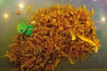 My-Baits Mix Hmyzu Destruction Seafood PVA Friendly & Ready To Use 1,5 l (11)