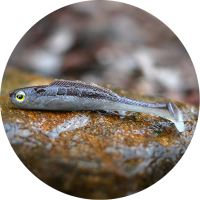 RedBass Gumová Nástraha Ripper Kicker Brown/Silver RedBass Gumová Nástraha Ripper Kicker Brown/Silver