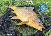 ČRS Puzzle Kapor Obecný