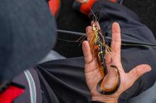 Fox Rage Gumová Nástraha Slick Eel Burbot (4)