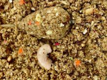 LK Baits CUC! Macaroni (2)