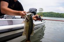 Berkley Wobler Choppo Ghost Bluegill (5)