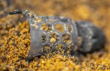 Preston Innovations Krmítko Hexmesh Plastic Bullet Feeders Medium - 50 g (3)