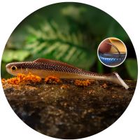 RedBass Gumová Nástraha Ripper Kicker Brown/Silver - XX 155 mm 23 g RedBass Gumová Nástraha Ripper Kicker Brown/Silver - XX 155 mm 23 g