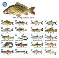 ČRS Sada Magnetiek S Rybami 20 ks