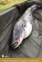 ČRS Nástenný Rybársky Kalendár Na Rok 2024 (6)