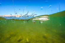 Berkley Wobler Choppo MF Frog (1)