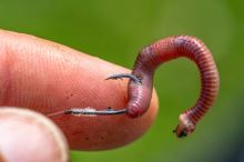 Preston Innovations Háčiky Natural N-60 (9)