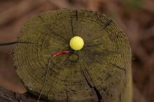 One More Cast Hotové Náväzce Meta Terminal Tackle All-In-1 Rig Coated Braid Lead Clip Barbless 2 ks (11)